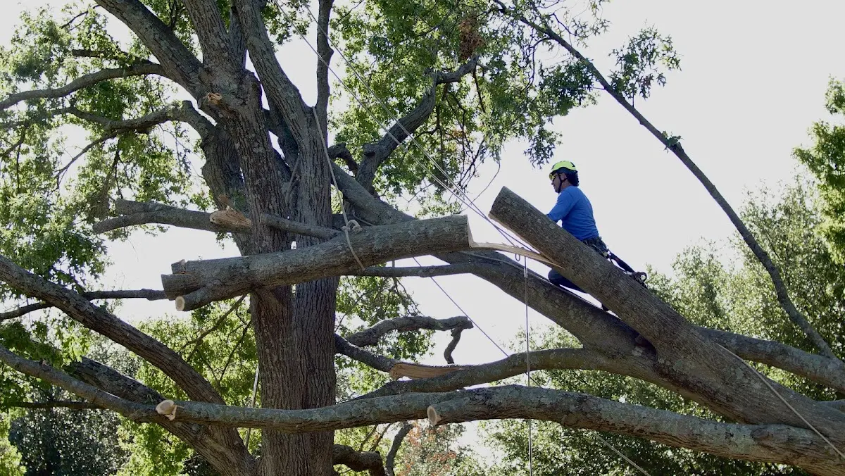 Professional Crown Thinning performed by certified arborists in Gilsum