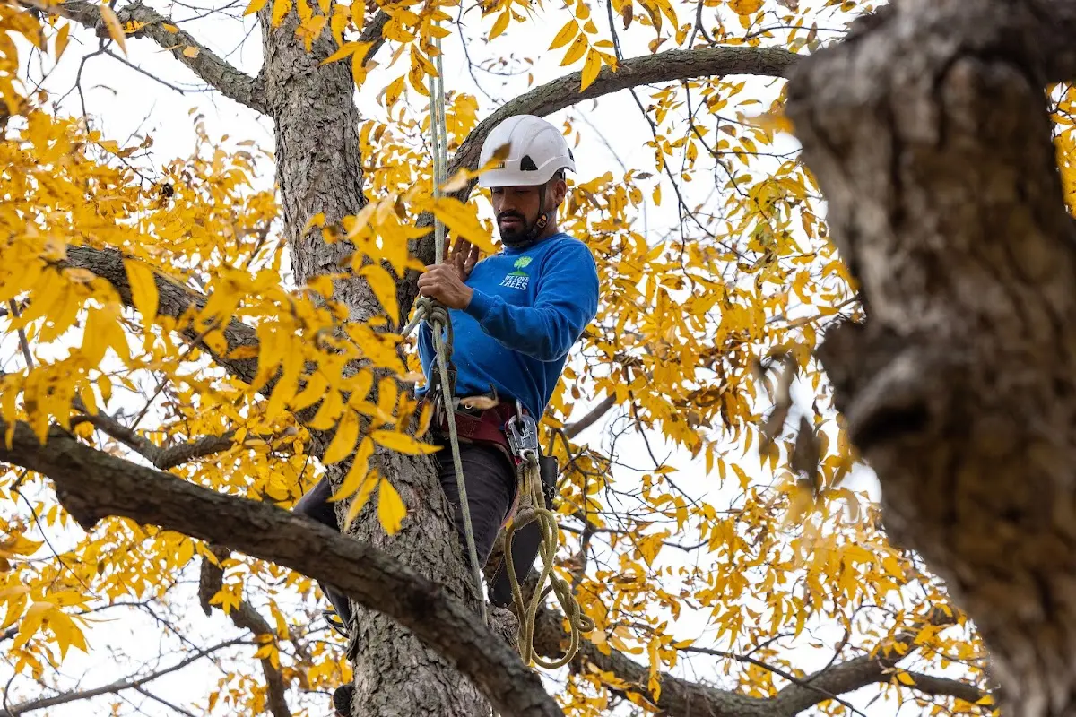 Skilled Tree Transplanting crew working in Gilsum