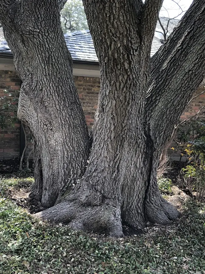 Mature heritage tree close to a Gilsum property cared for by certified arborists